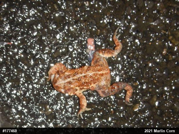 Eastern American Toad
