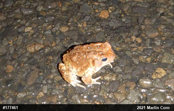 Eastern American Toad