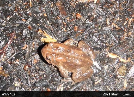 Eastern American Toad