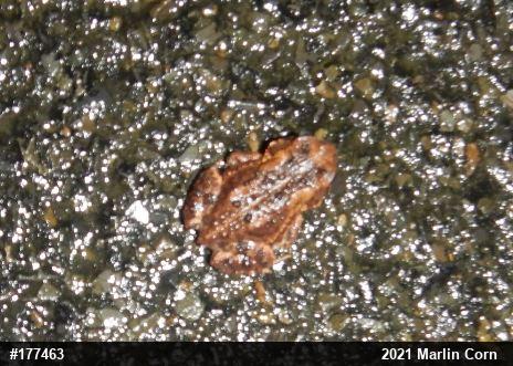 Eastern American Toad