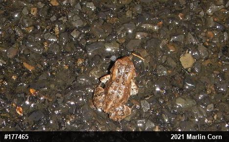 Eastern American Toad