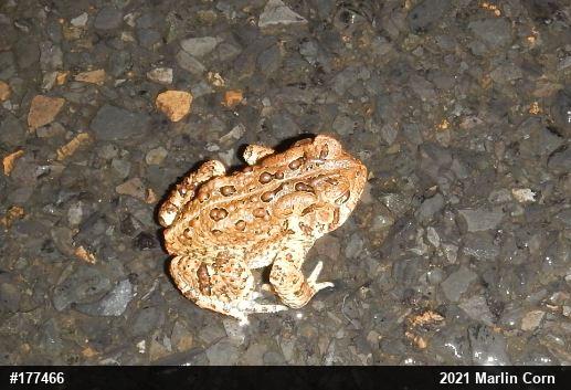 Eastern American Toad
