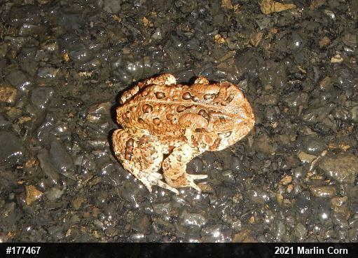 Eastern American Toad