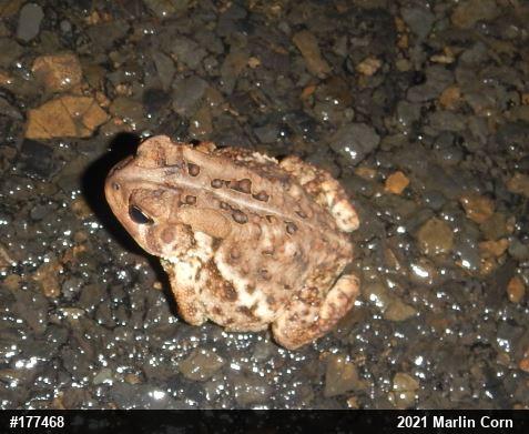 Eastern American Toad
