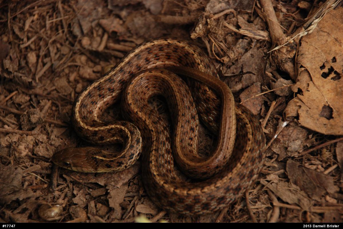 Eastern Gartersnake