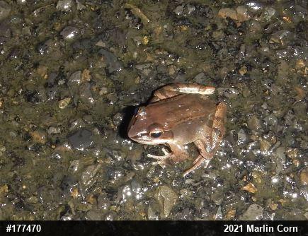 Wood Frog