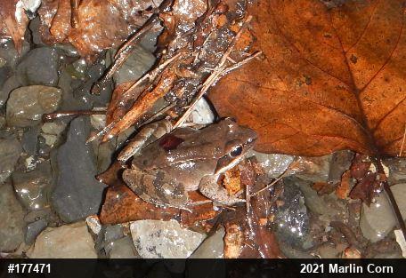 Wood Frog
