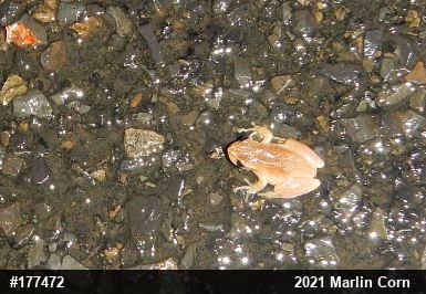 Spring Peeper