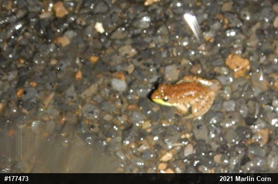 Green Frog