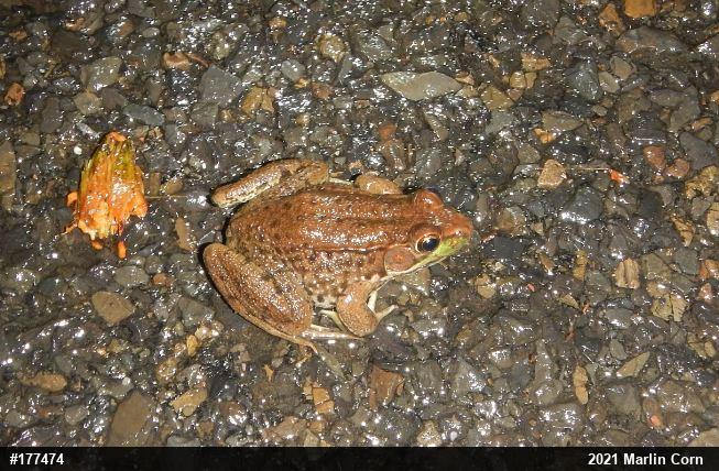 Green Frog