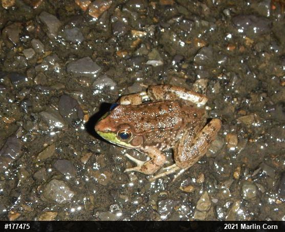 Green Frog