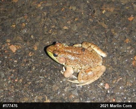 Green Frog