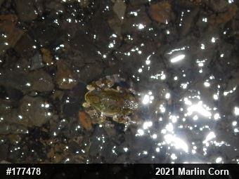 Unknown Gray Treefrog
