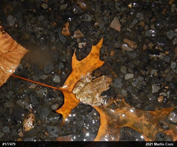 Unknown Gray Treefrog
