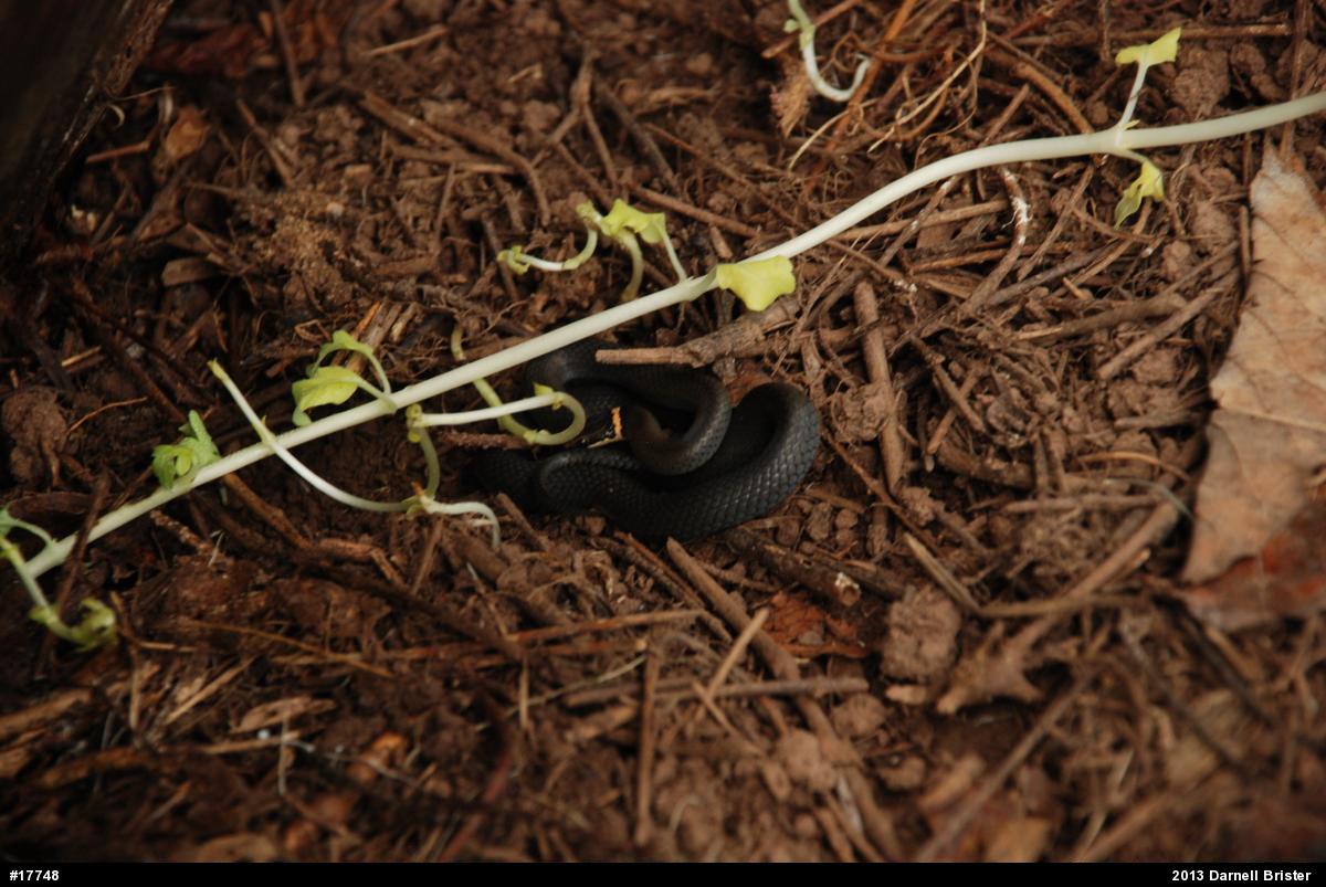 Northern Ring-necked Snake