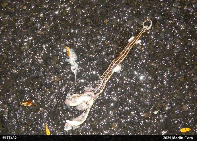 Eastern Gartersnake