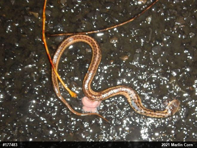 Eastern Gartersnake