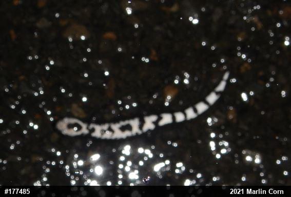 Marbled Salamander