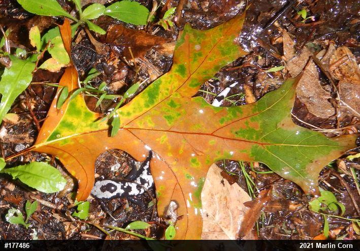 Marbled Salamander
