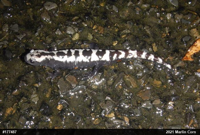 Marbled Salamander