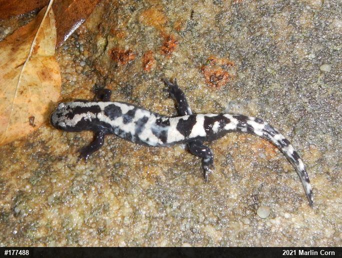 Marbled Salamander