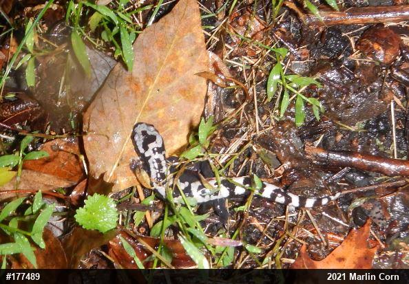 Marbled Salamander