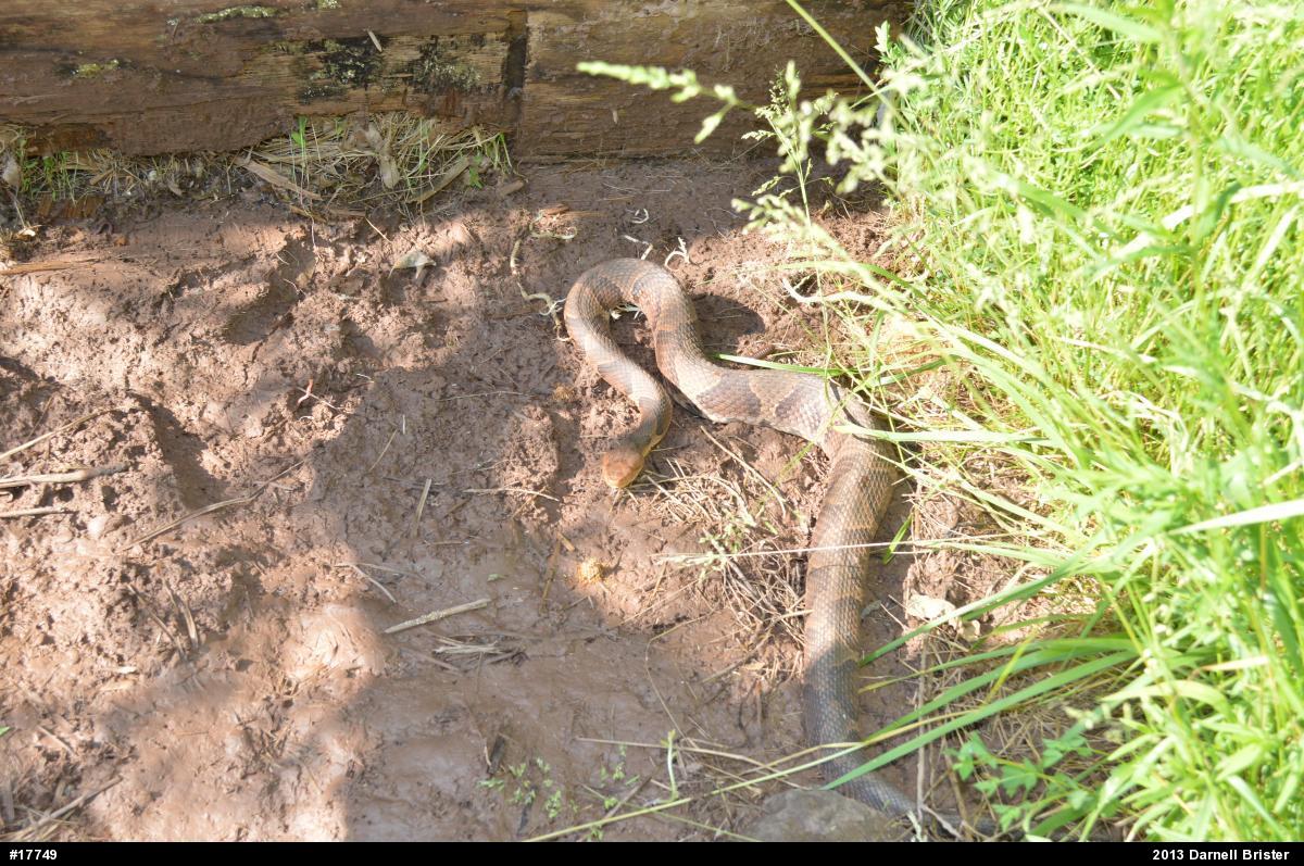 Northern Copperhead