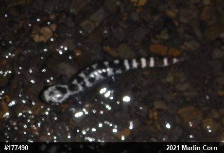 Marbled Salamander