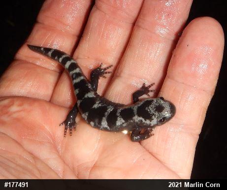 Marbled Salamander