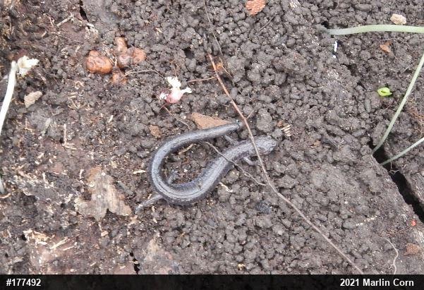 Eastern Red-backed  Salamander