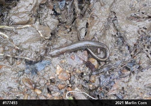 Northern Two-lined Salamander