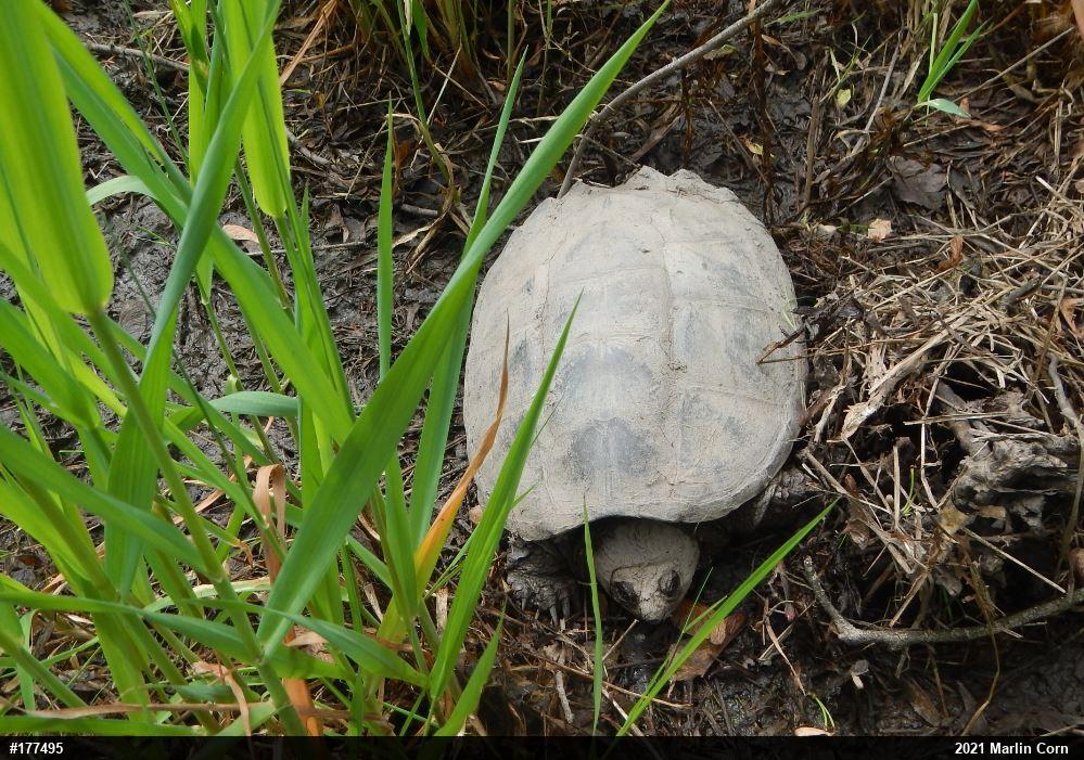 Snapping Turtle