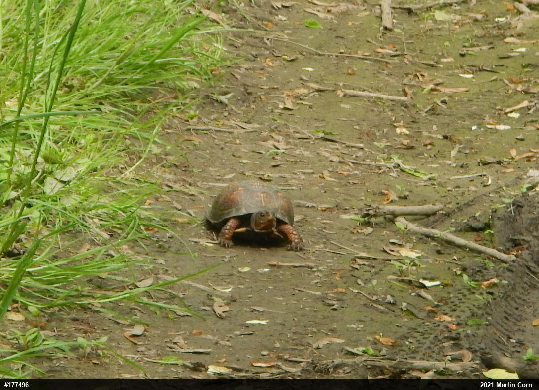 Eastern Box Turtle