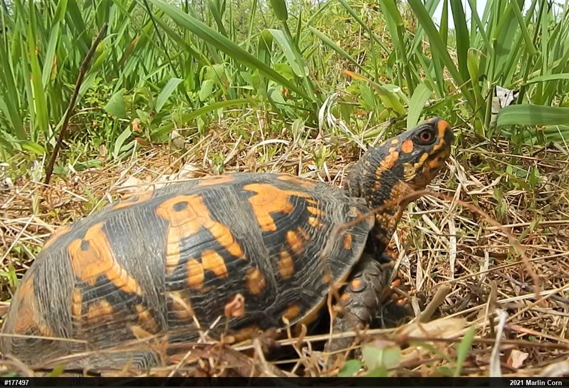 Eastern Box Turtle