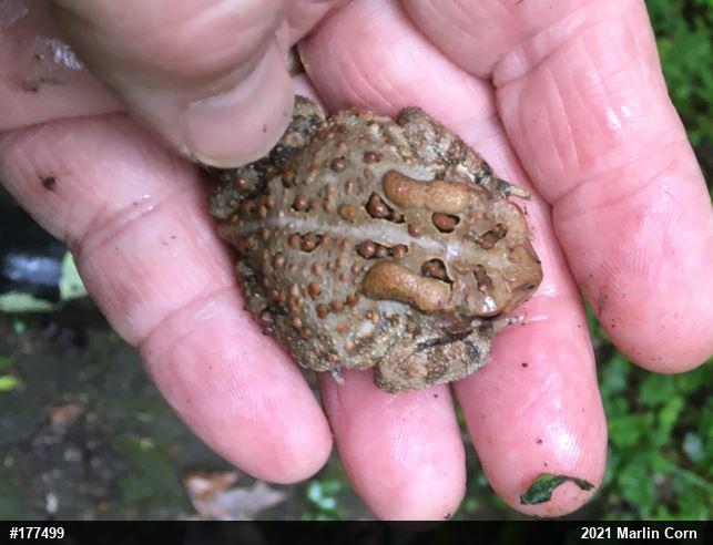 Eastern American Toad