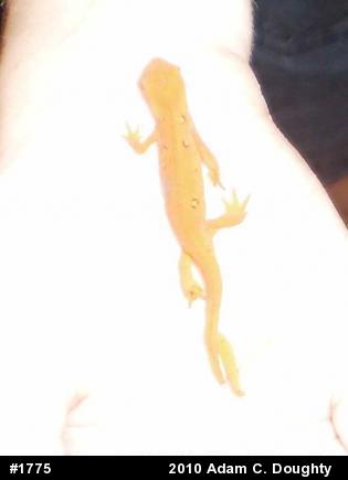 Red-spotted Newt