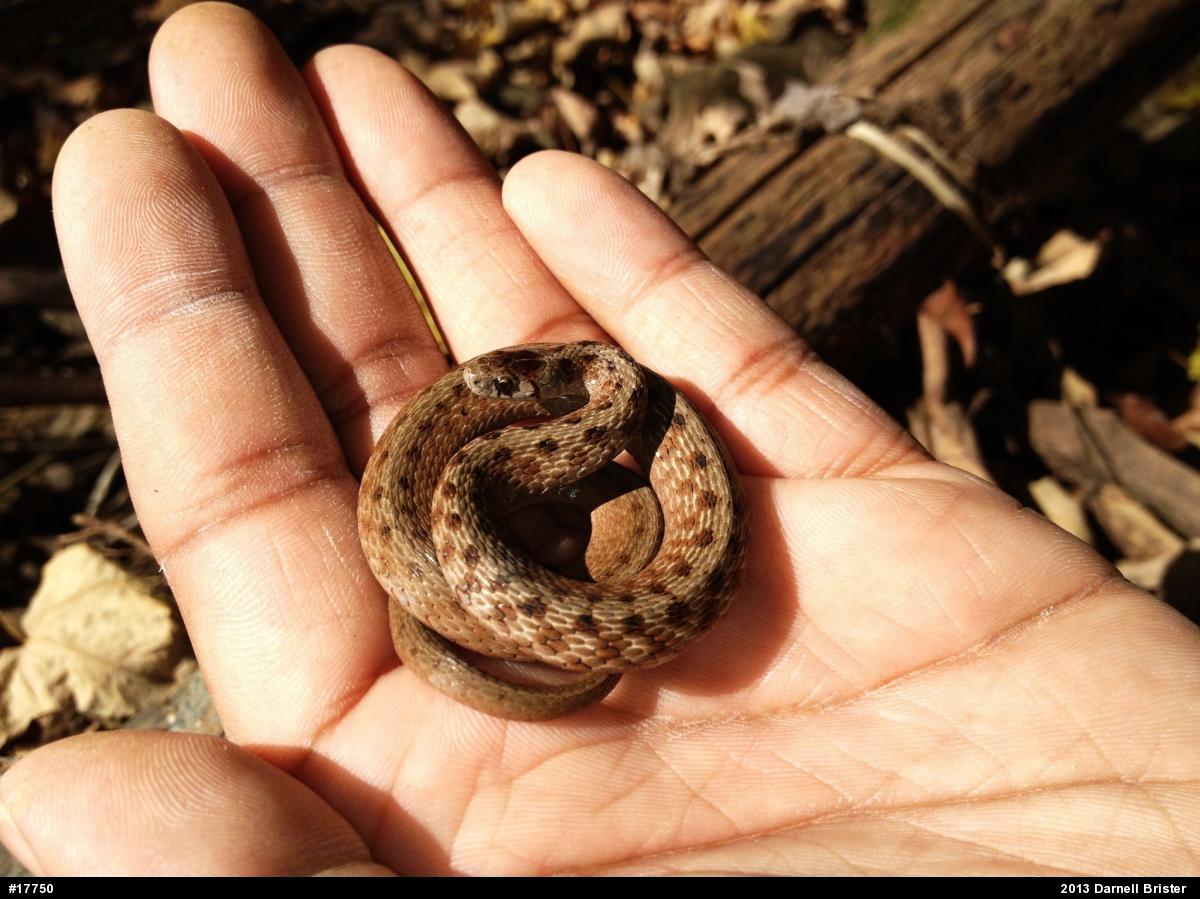 Dekay's Brownsnake