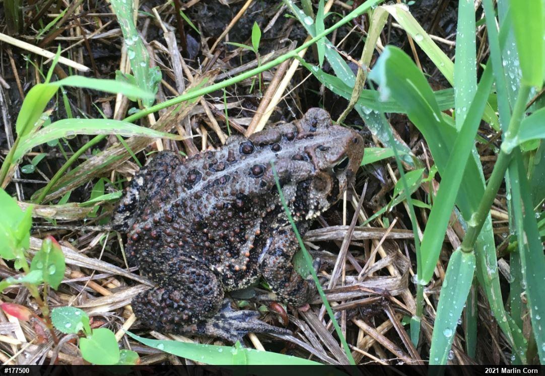 Eastern American Toad