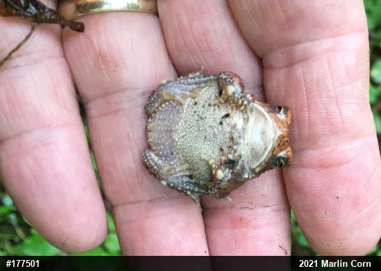 Eastern American Toad