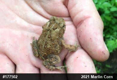 Eastern American Toad