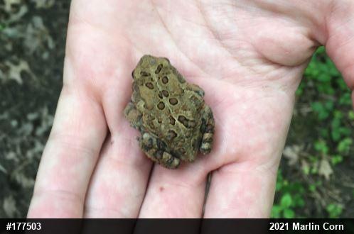 Eastern American Toad