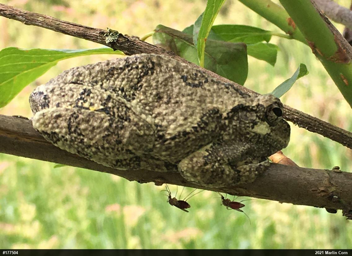 Unknown Gray Treefrog