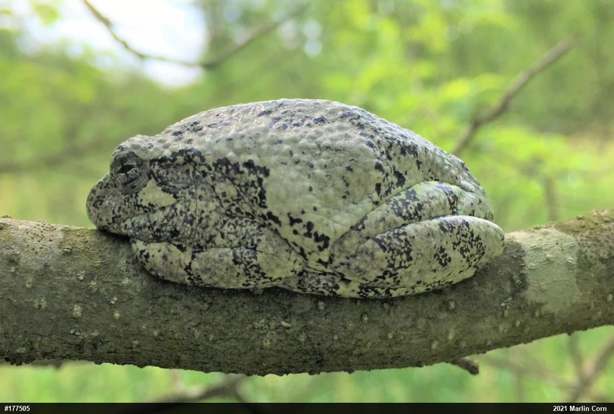 Unknown Gray Treefrog