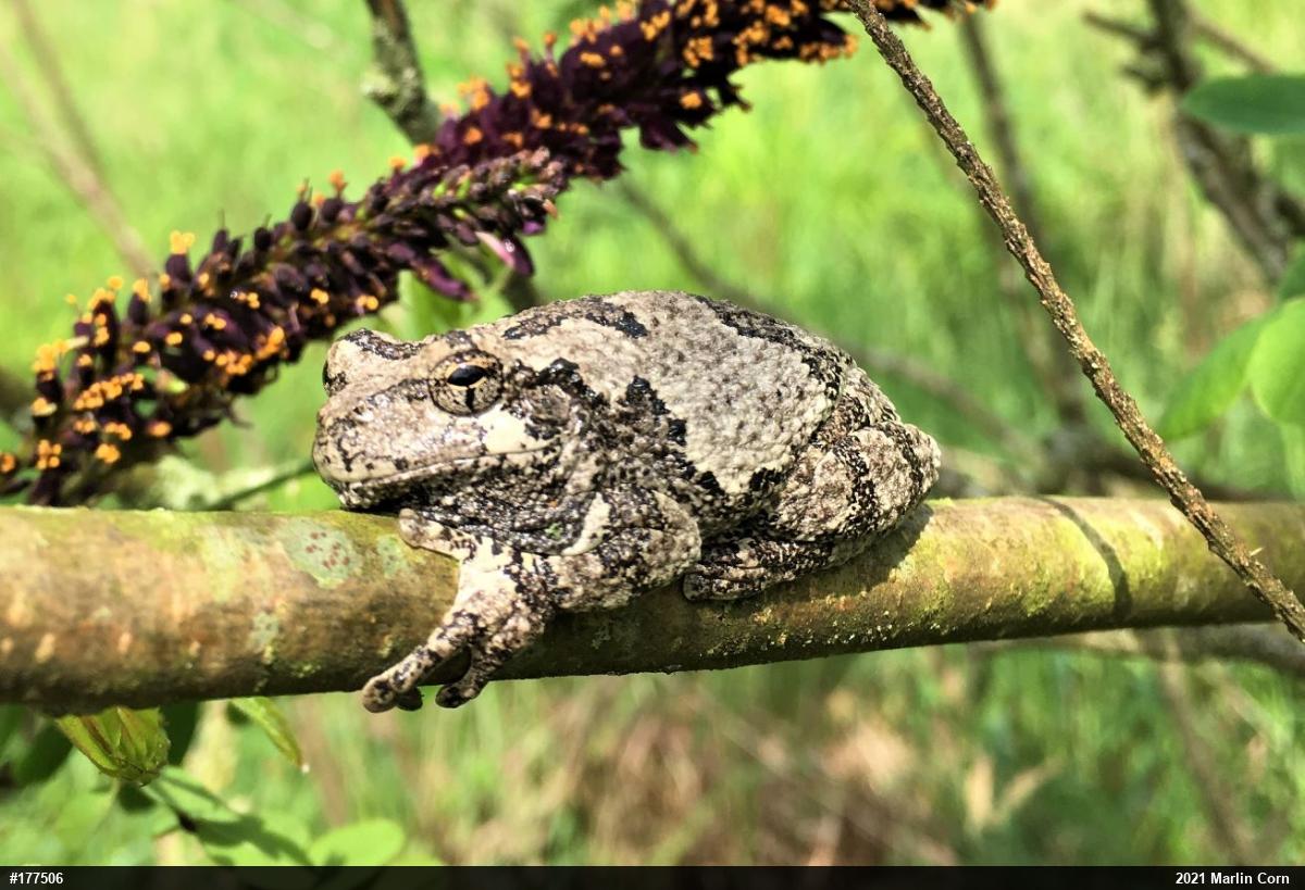 Unknown Gray Treefrog