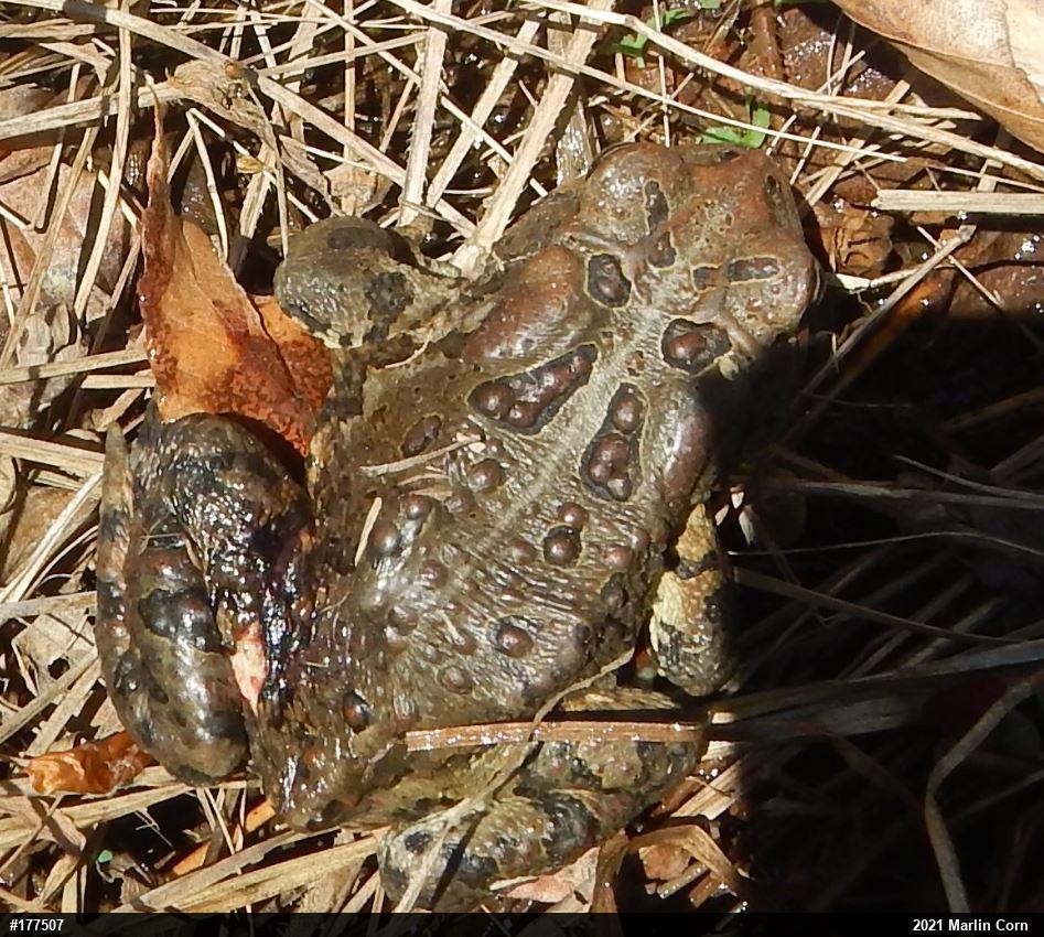 Eastern American Toad