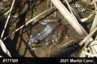 Green Frog