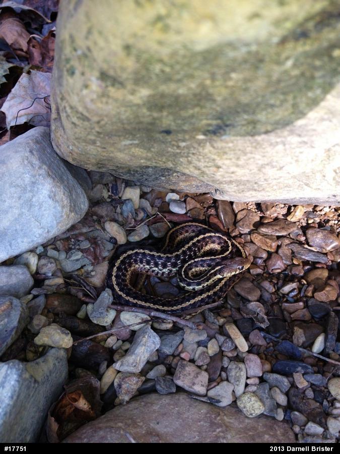 Eastern Gartersnake