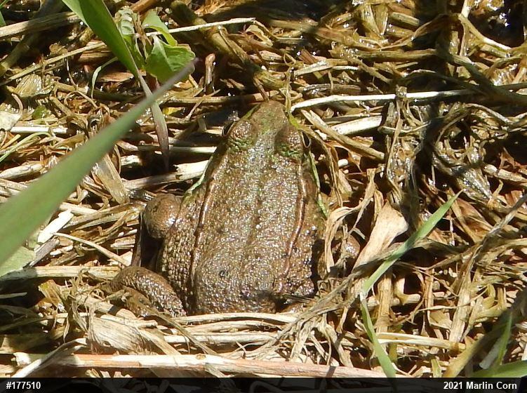 Green Frog