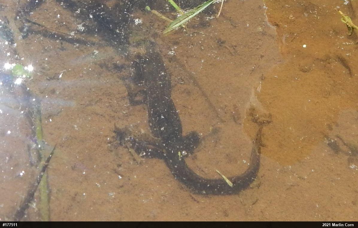 Red-spotted Newt