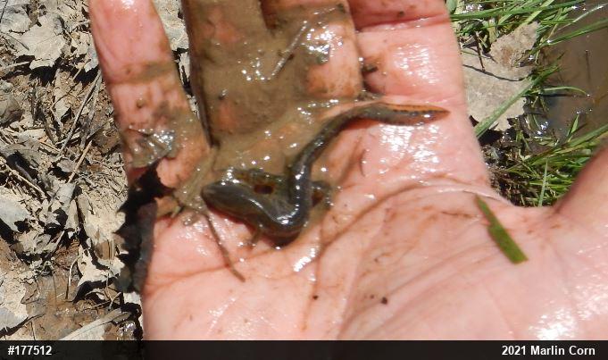 Red-spotted Newt